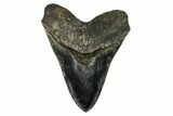 Serrated, Fossil Megalodon Tooth - Indonesia #279184-1